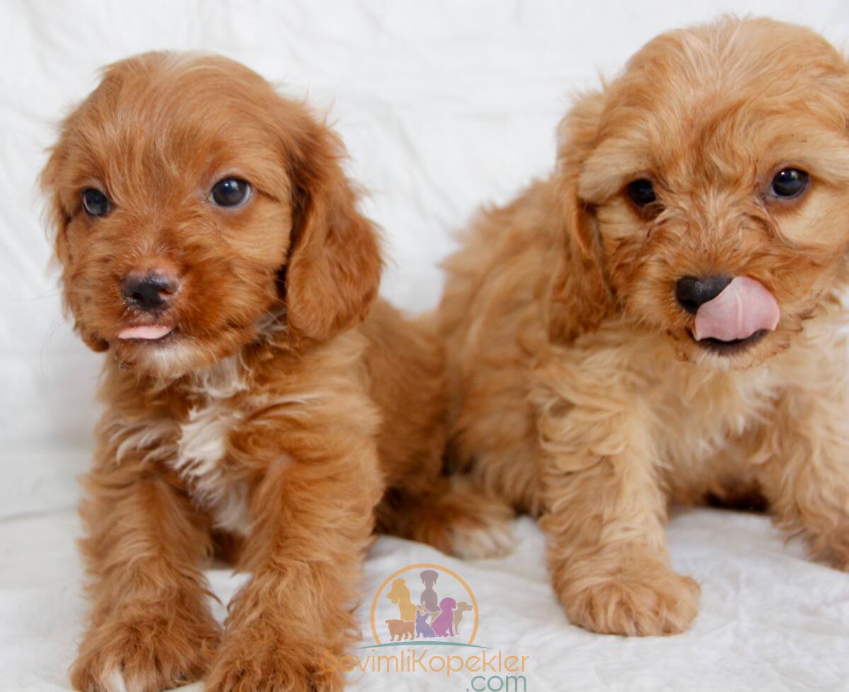 satılık Maltipoo dördüncü fotoğrafı