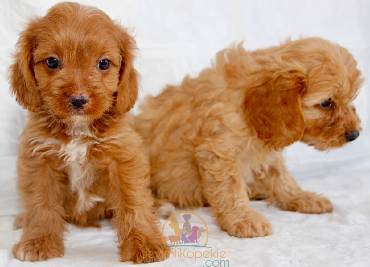 satılık Maltipoo beşinci fotoğrafı