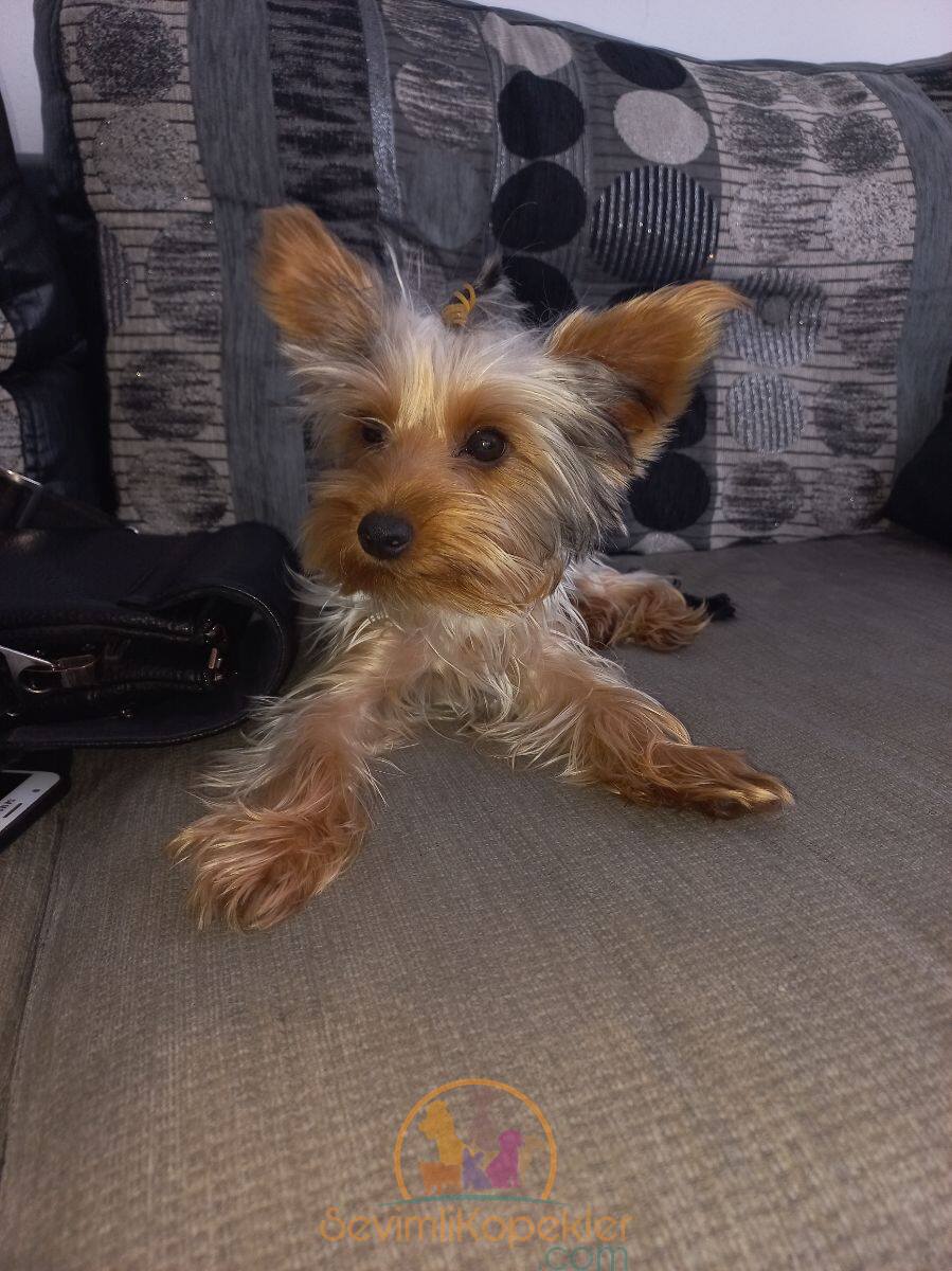 satılık Yorkshire Terrier fiyatı