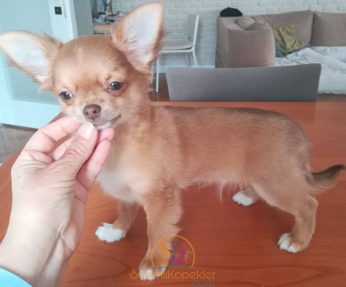 satılık Chihuahua ikinci fotoğrafı