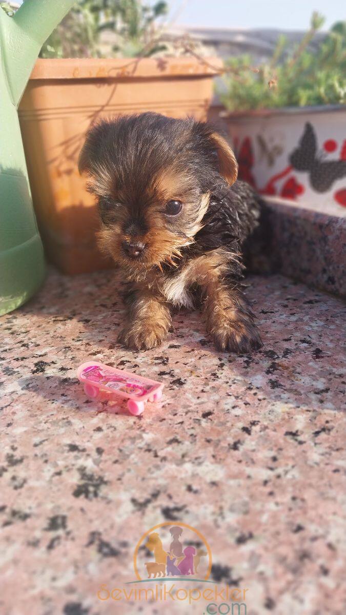 satılık Yorkshire Terrier fiyatı