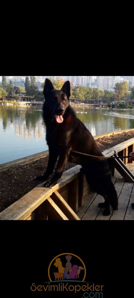 satılık Alman Kurdu üçüncü fotoğrafı