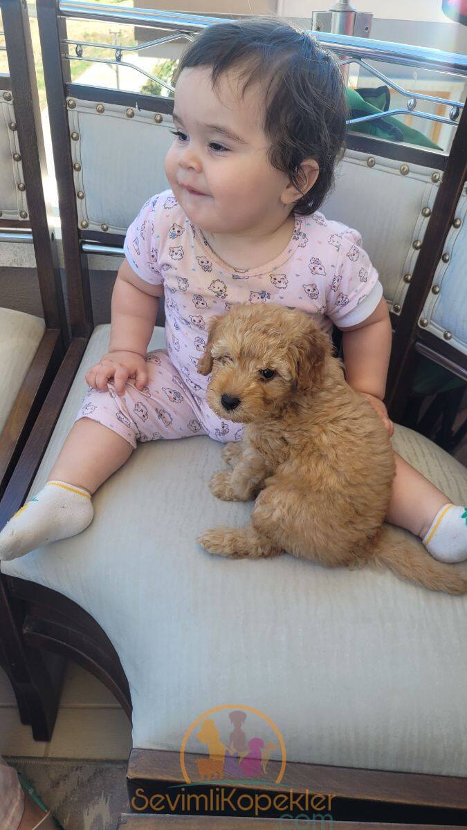 satılık Poodle Toy fiyatı