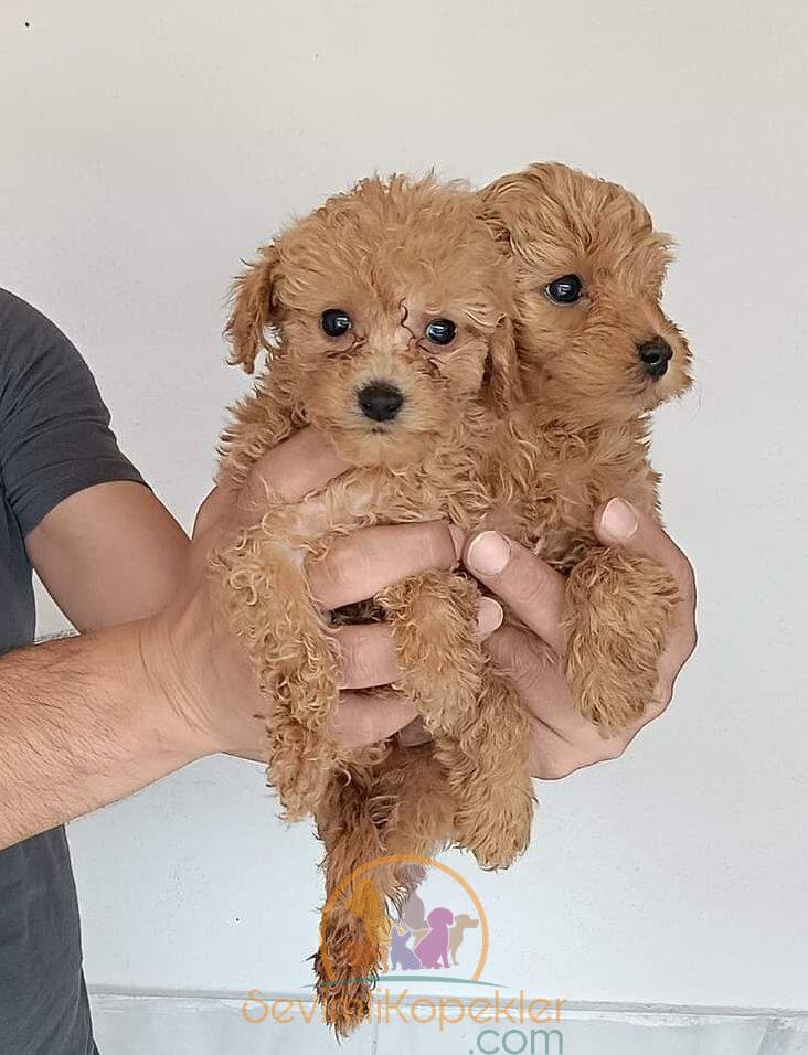 satılık Maltipoo ikinci fotoğrafı