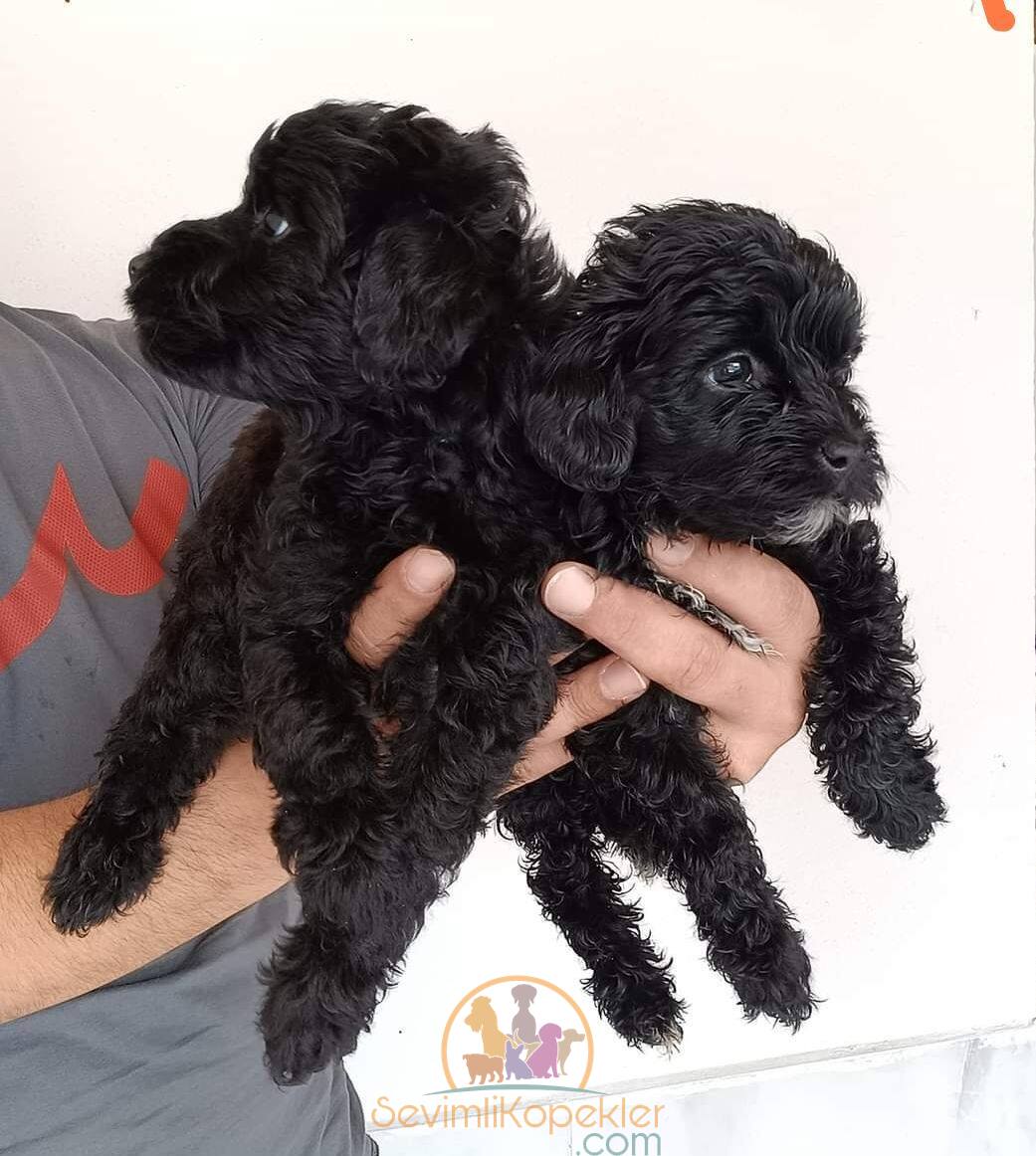 satılık Maltipoo üçüncü fotoğrafı