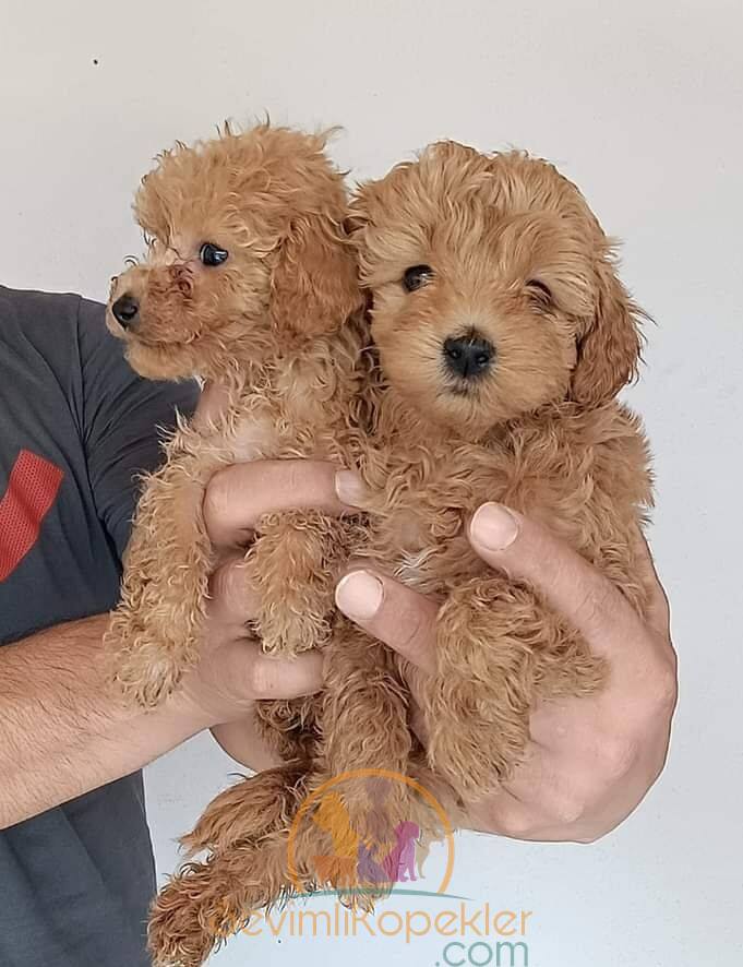 satılık Maltipoo beşinci fotoğrafı