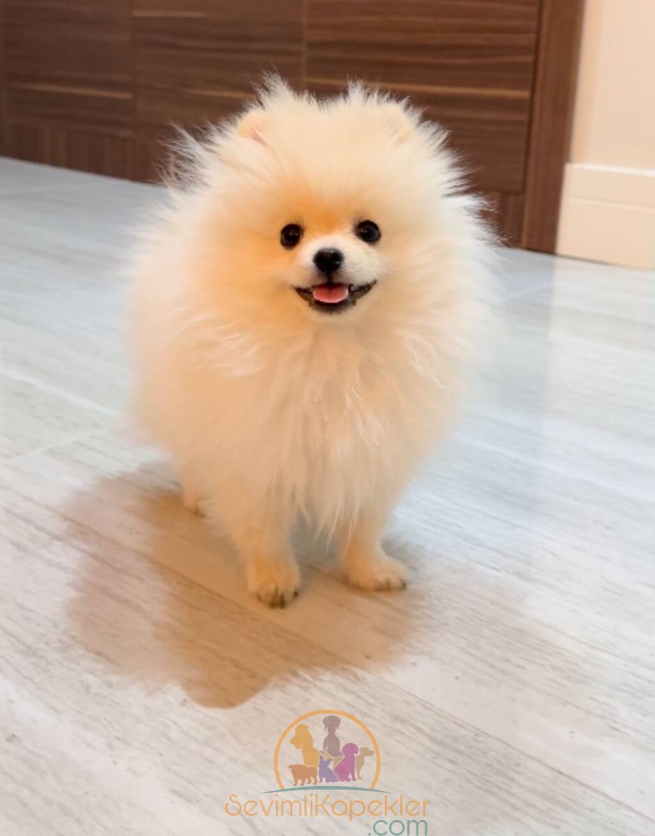 satılık Pomeranian ikinci fotoğrafı