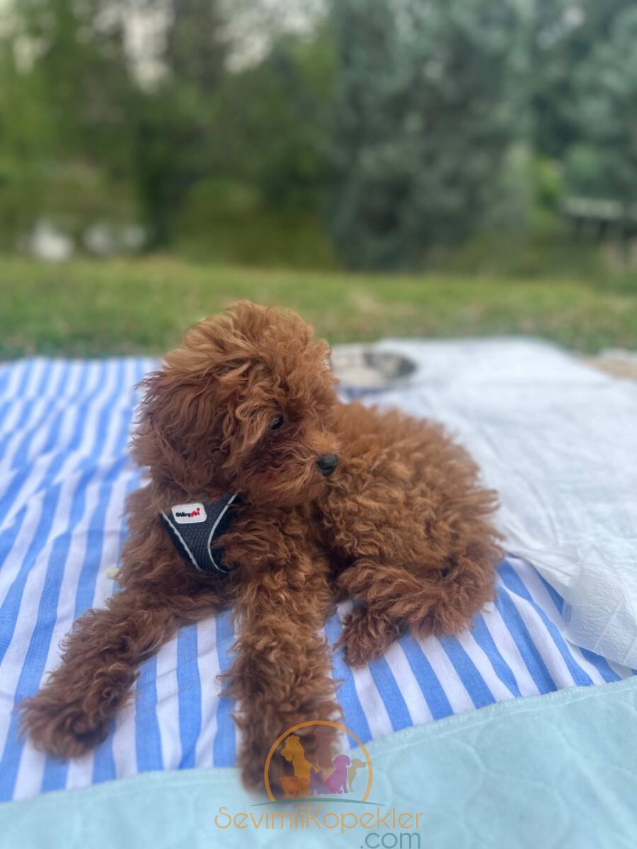 satılık Poodle Toy fiyatı