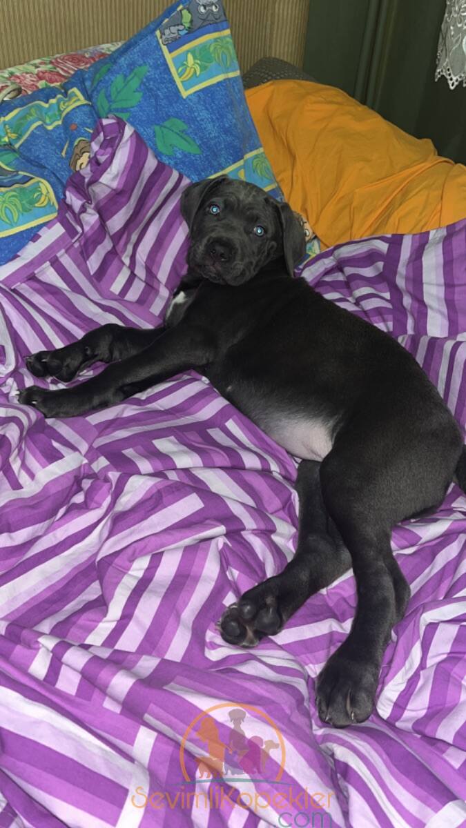 satılık Cane Corso üçüncü fotoğrafı