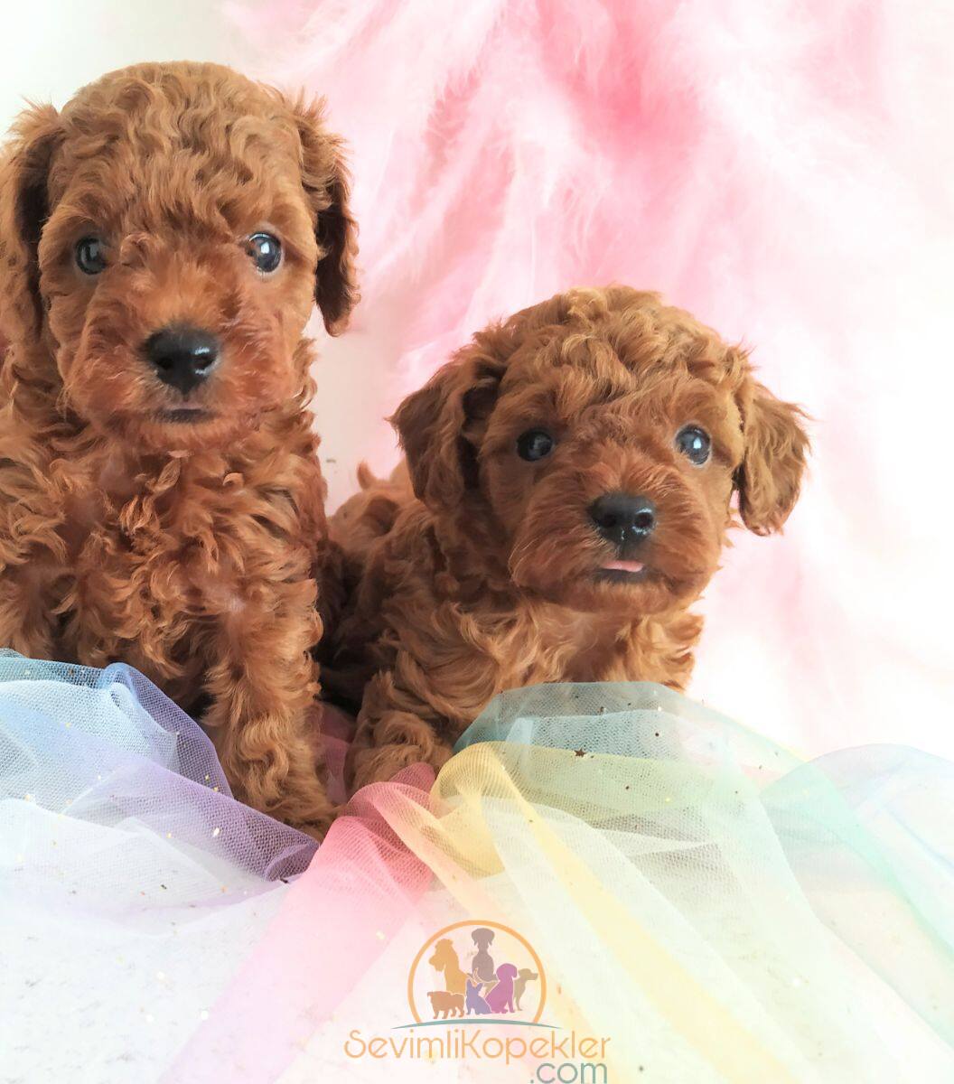 satılık Micro Poodle ikinci fotoğrafı