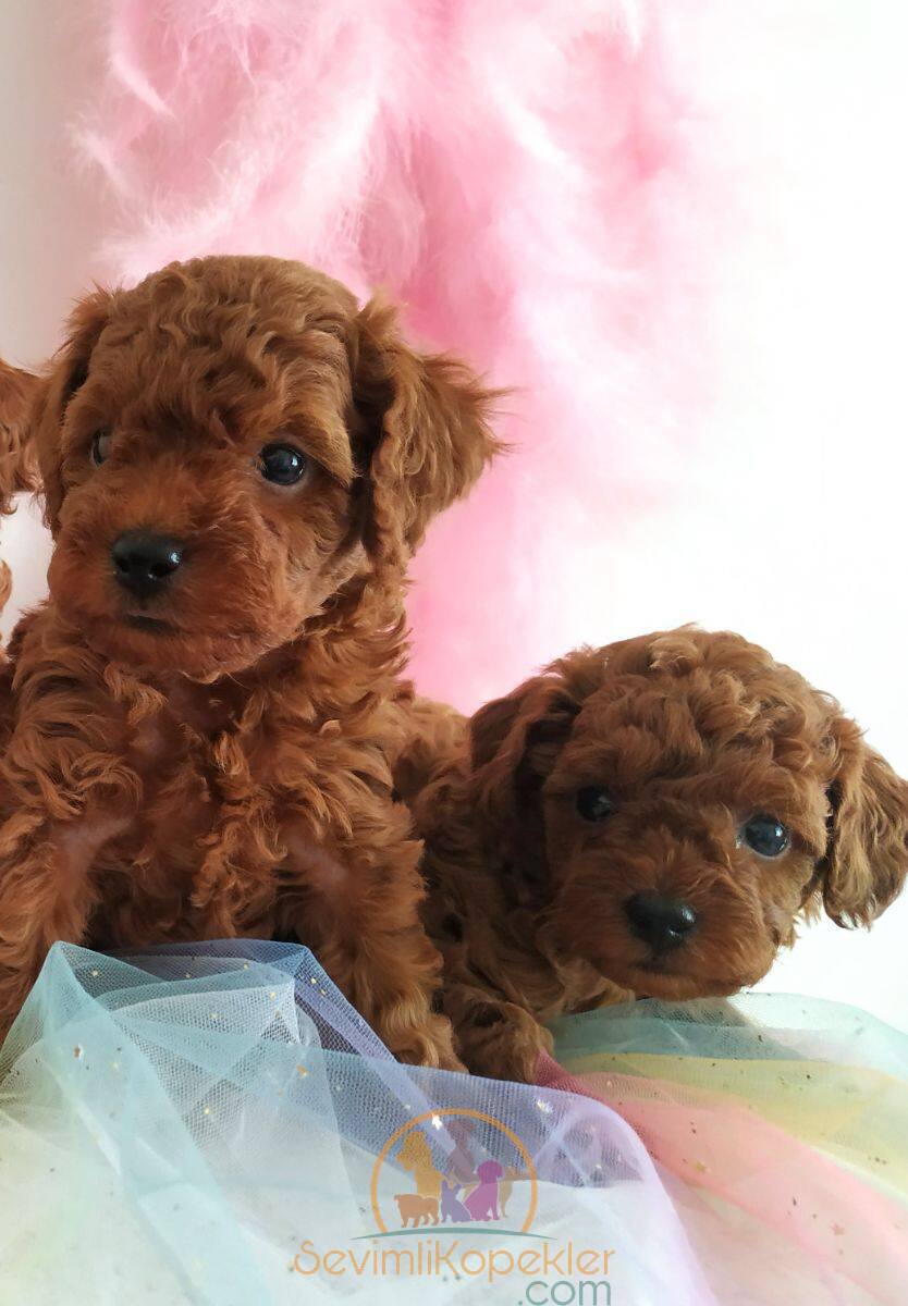 satılık Micro Poodle üçüncü fotoğrafı