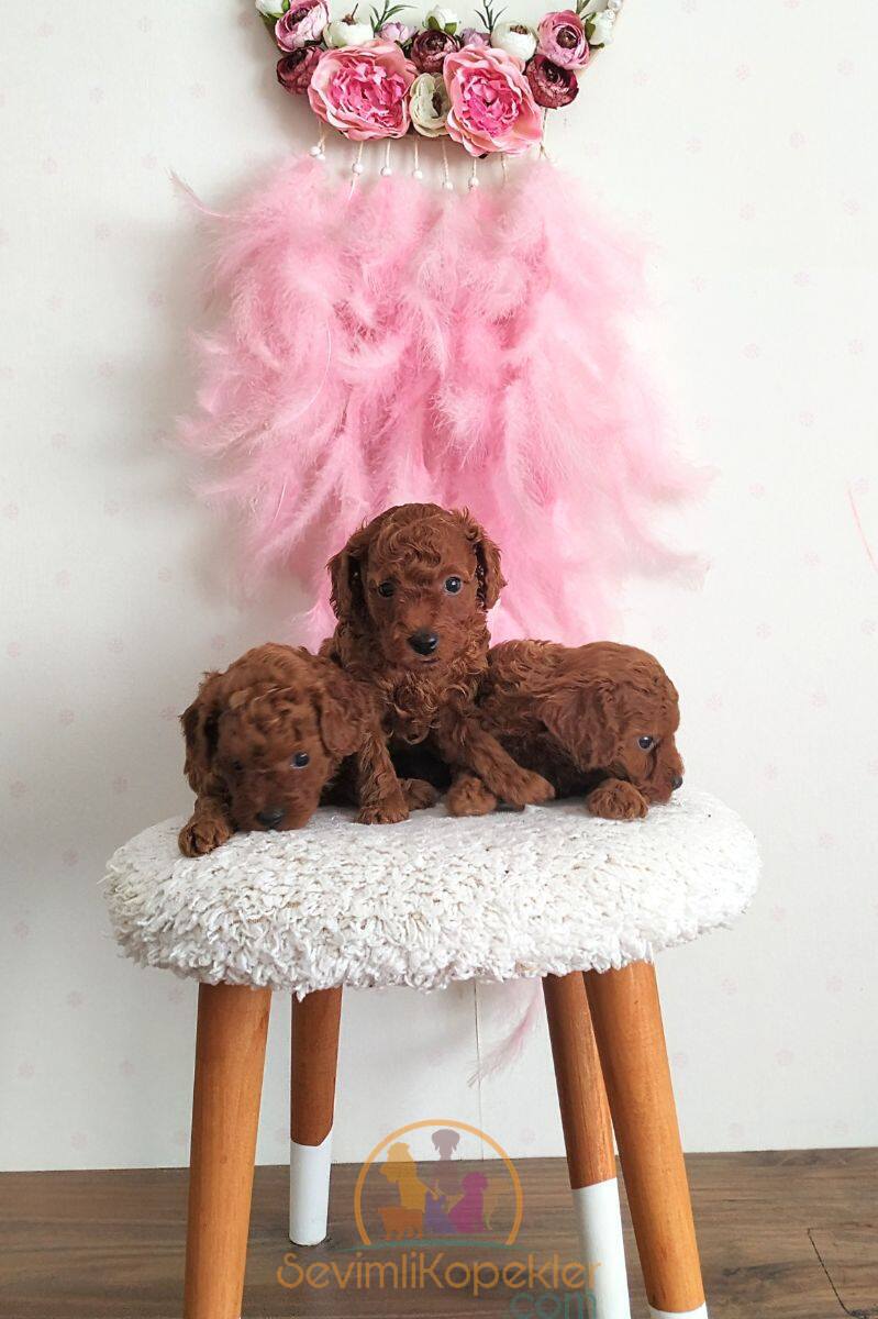 satılık Micro Poodle beşinci fotoğrafı