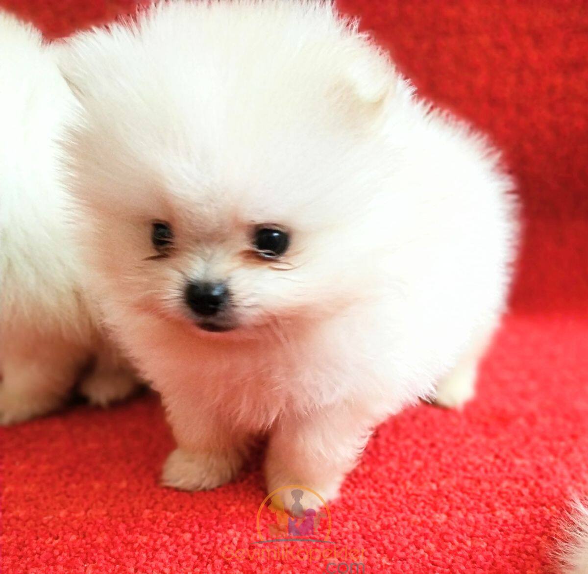 satılık Micro Pomeranian fiyatı