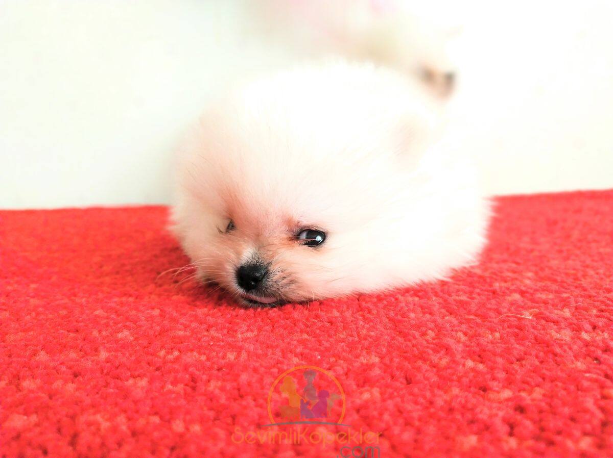 satılık Micro Pomeranian üçüncü fotoğrafı