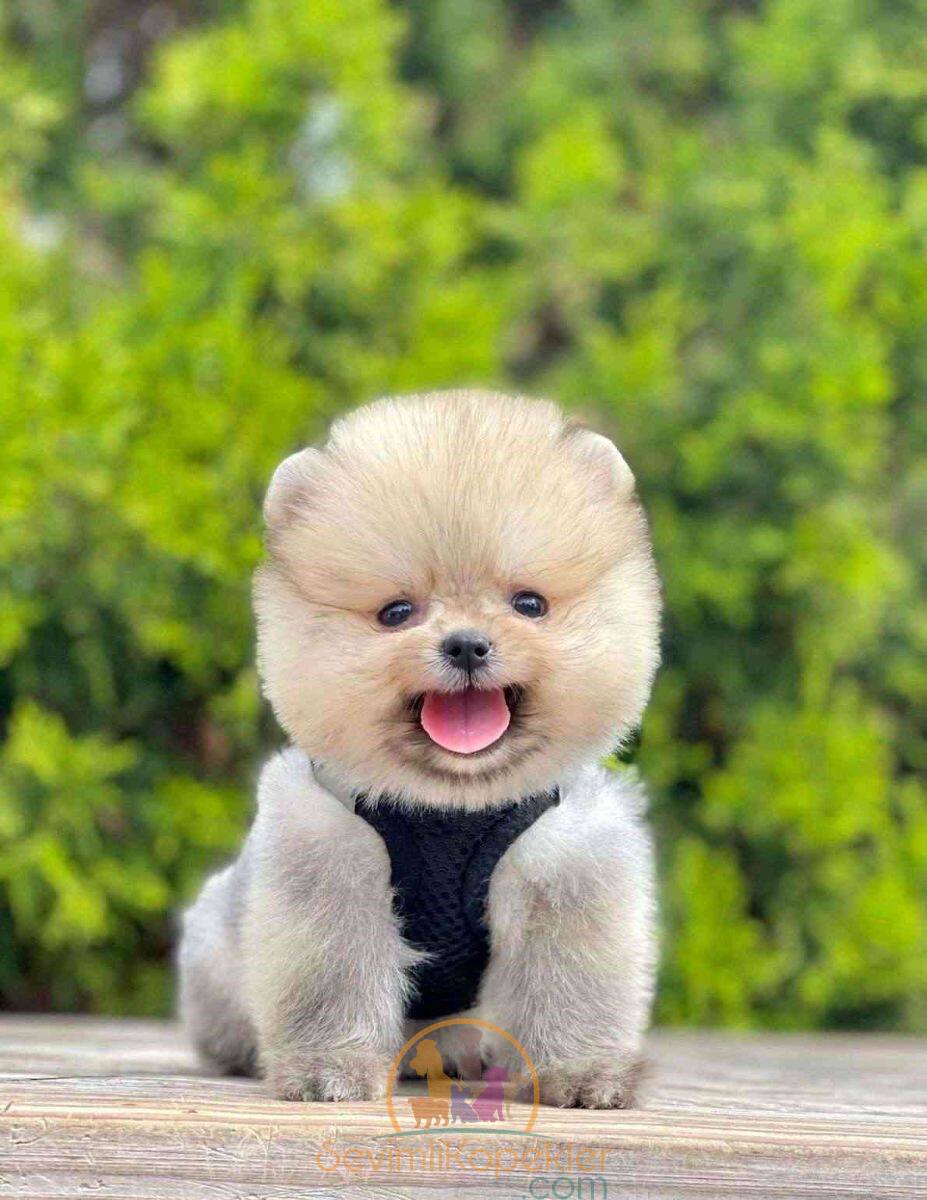 satılık Pomeranian üçüncü fotoğrafı