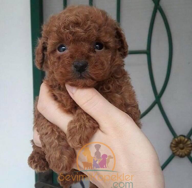 satılık Poodle Toy fiyatı