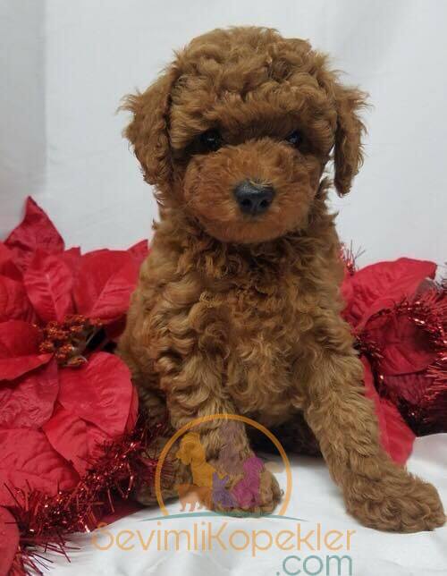 satılık Poodle Toy üçüncü fotoğrafı