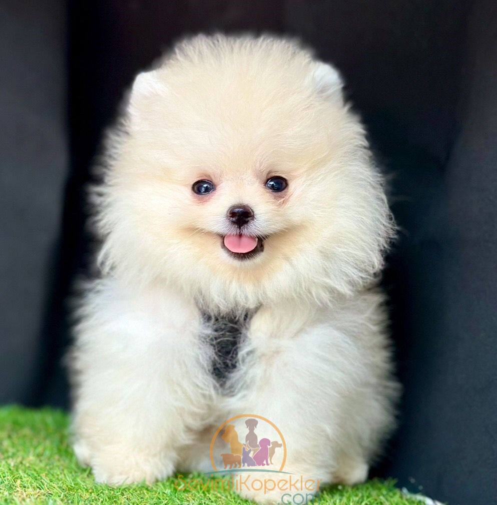 satılık Pomeranian beşinci fotoğrafı