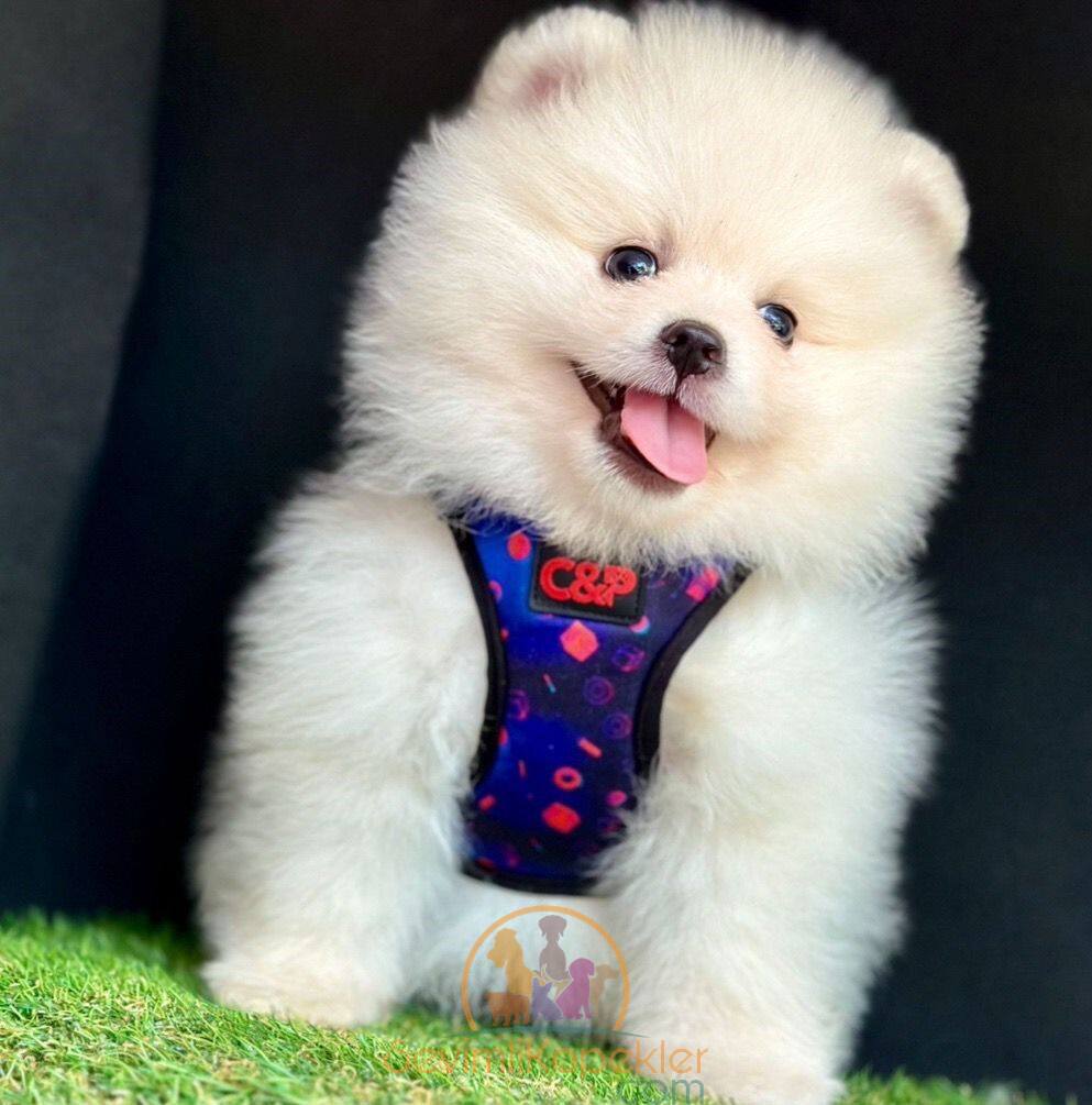 satılık Pomeranian ikinci fotoğrafı