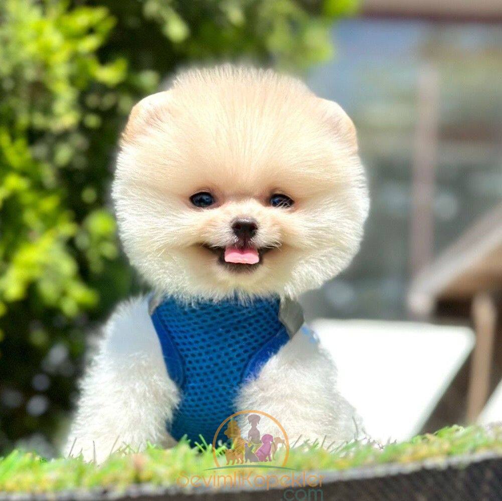 satılık Pomeranian ikinci fotoğrafı