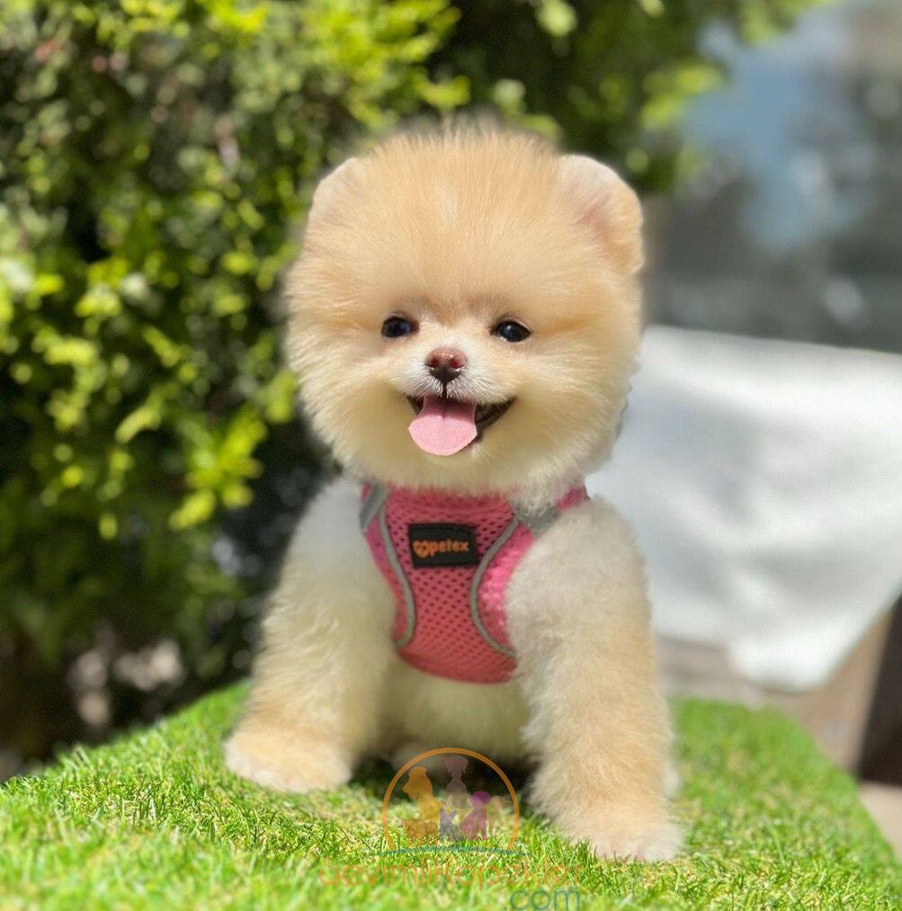 satılık Pomeranian dördüncü fotoğrafı