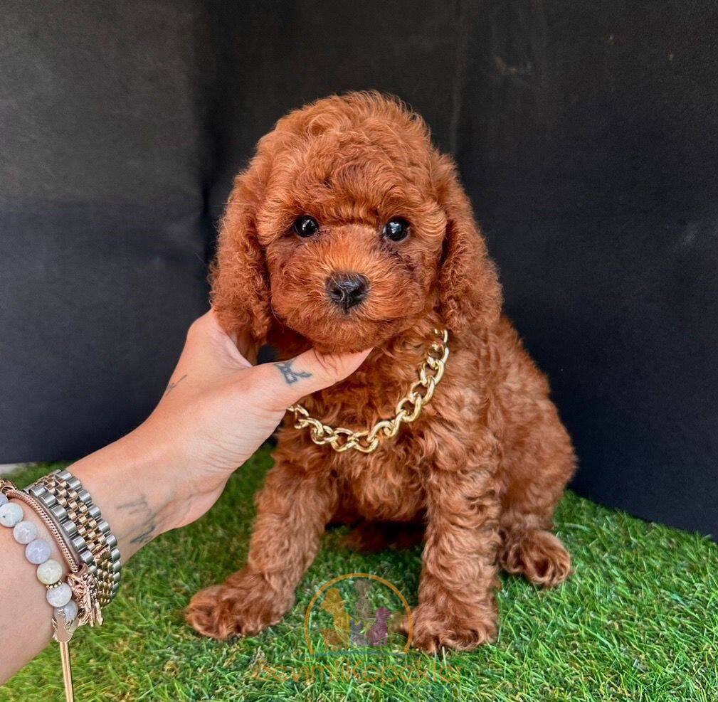 satılık Poodle Toy üçüncü fotoğrafı