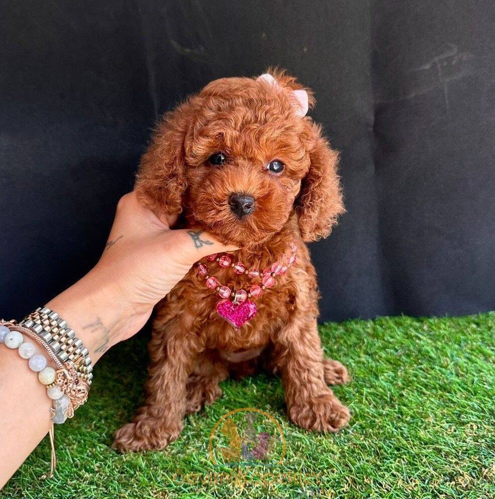 satılık Poodle Toy dördüncü fotoğrafı