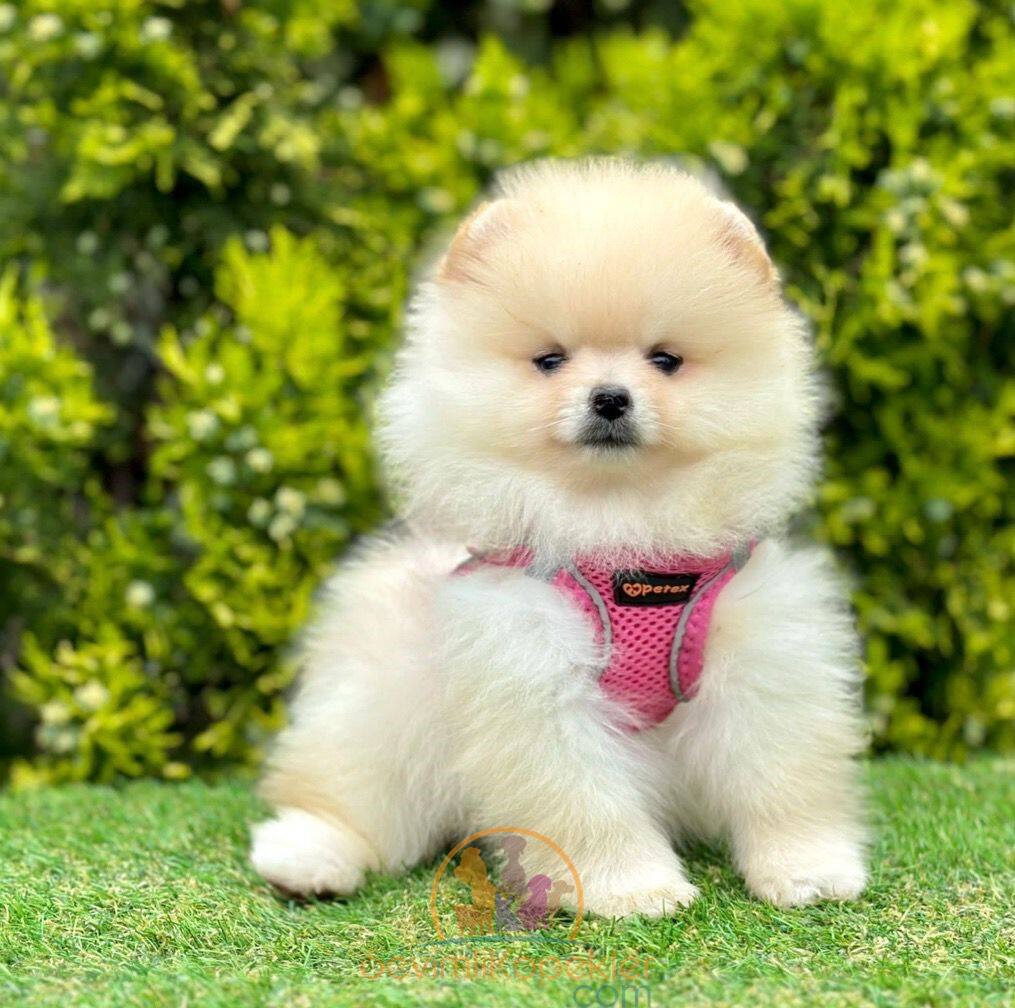 satılık Pomeranian ikinci fotoğrafı