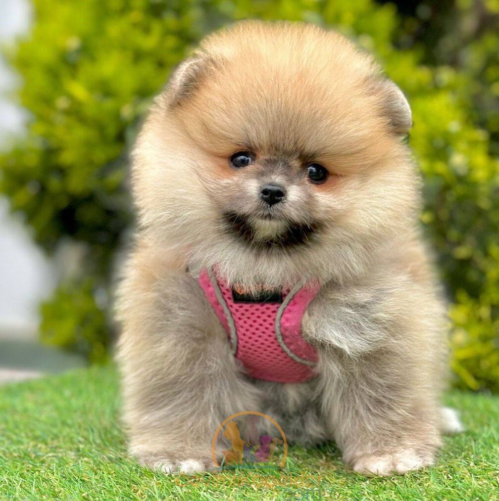 satılık Pomeranian dördüncü fotoğrafı