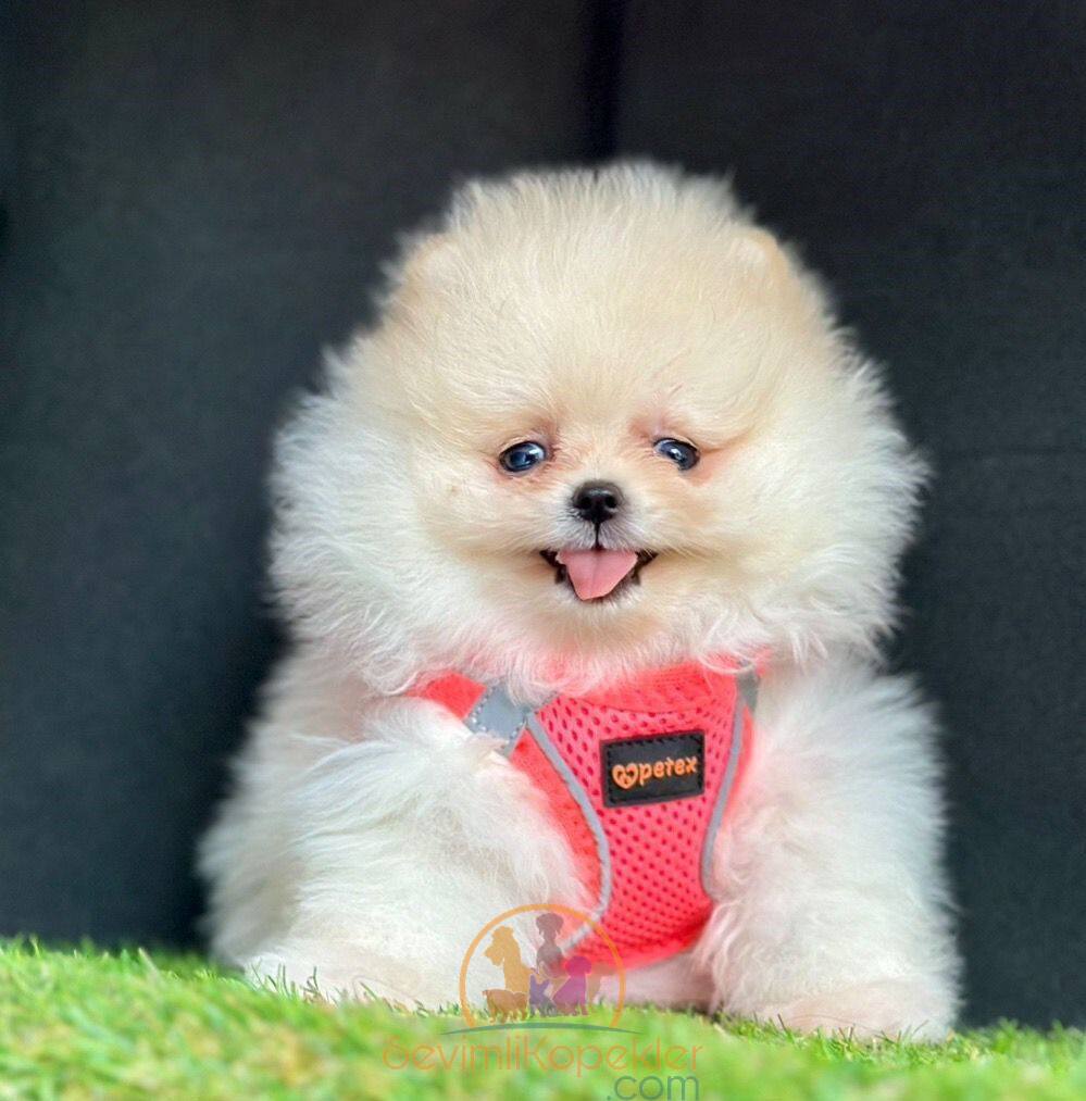 satılık Pomeranian dördüncü fotoğrafı