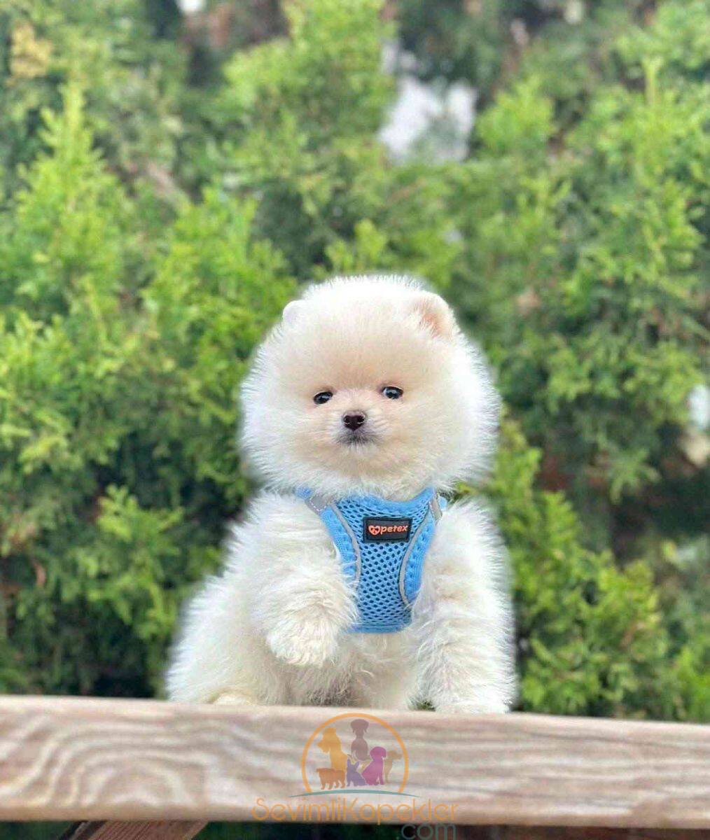 satılık Pomeranian dördüncü fotoğrafı