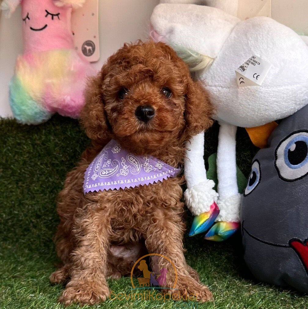 satılık Poodle Toy ikinci fotoğrafı