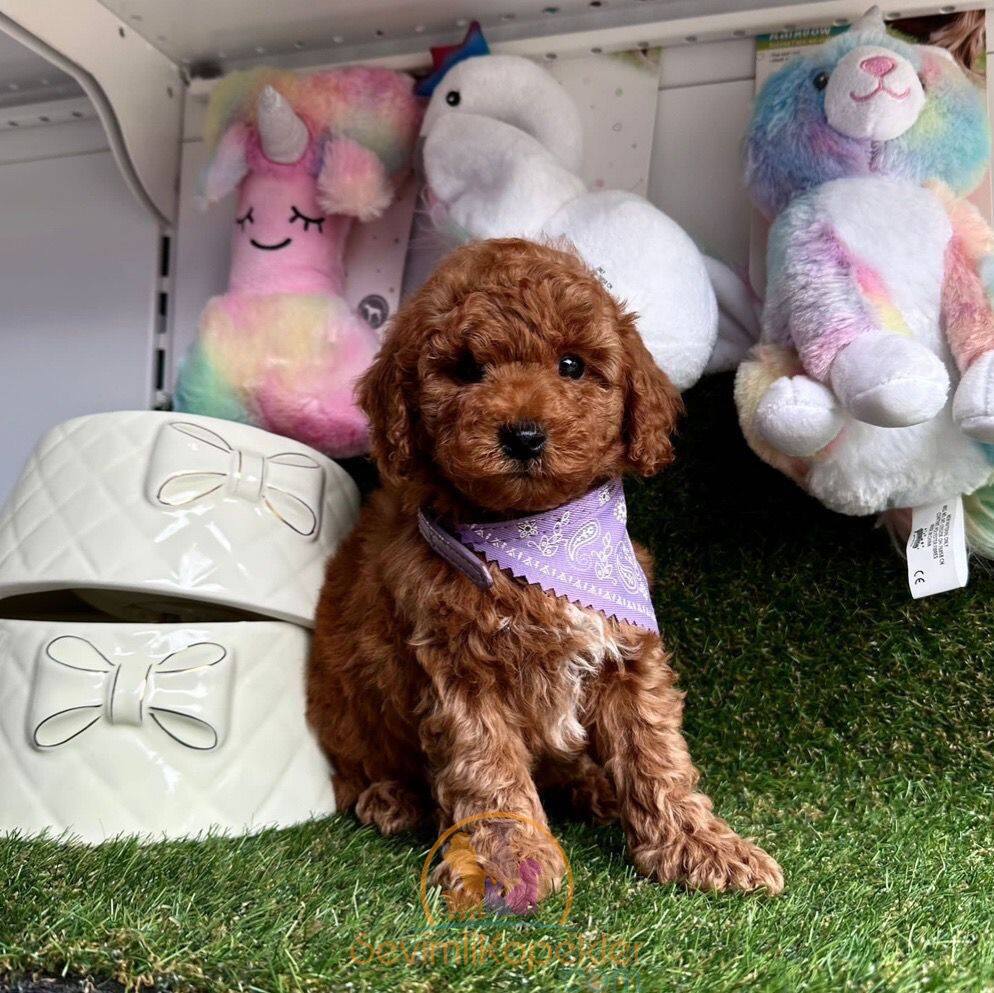 satılık Poodle Toy dördüncü fotoğrafı