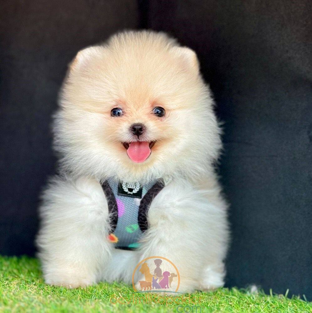 satılık Pomeranian dördüncü fotoğrafı