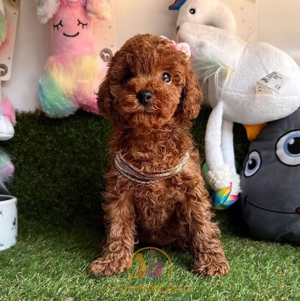 satılık Poodle Toy dördüncü fotoğrafı