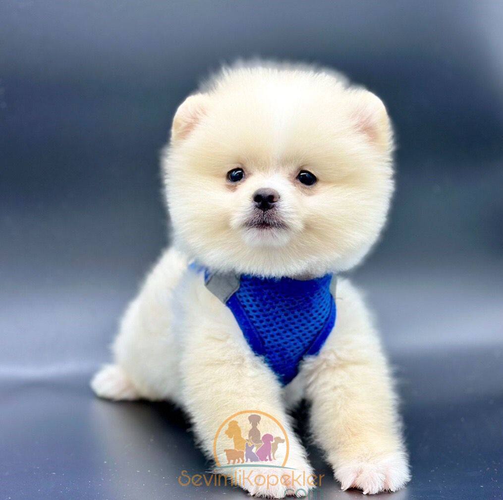 satılık Pomeranian ikinci fotoğrafı