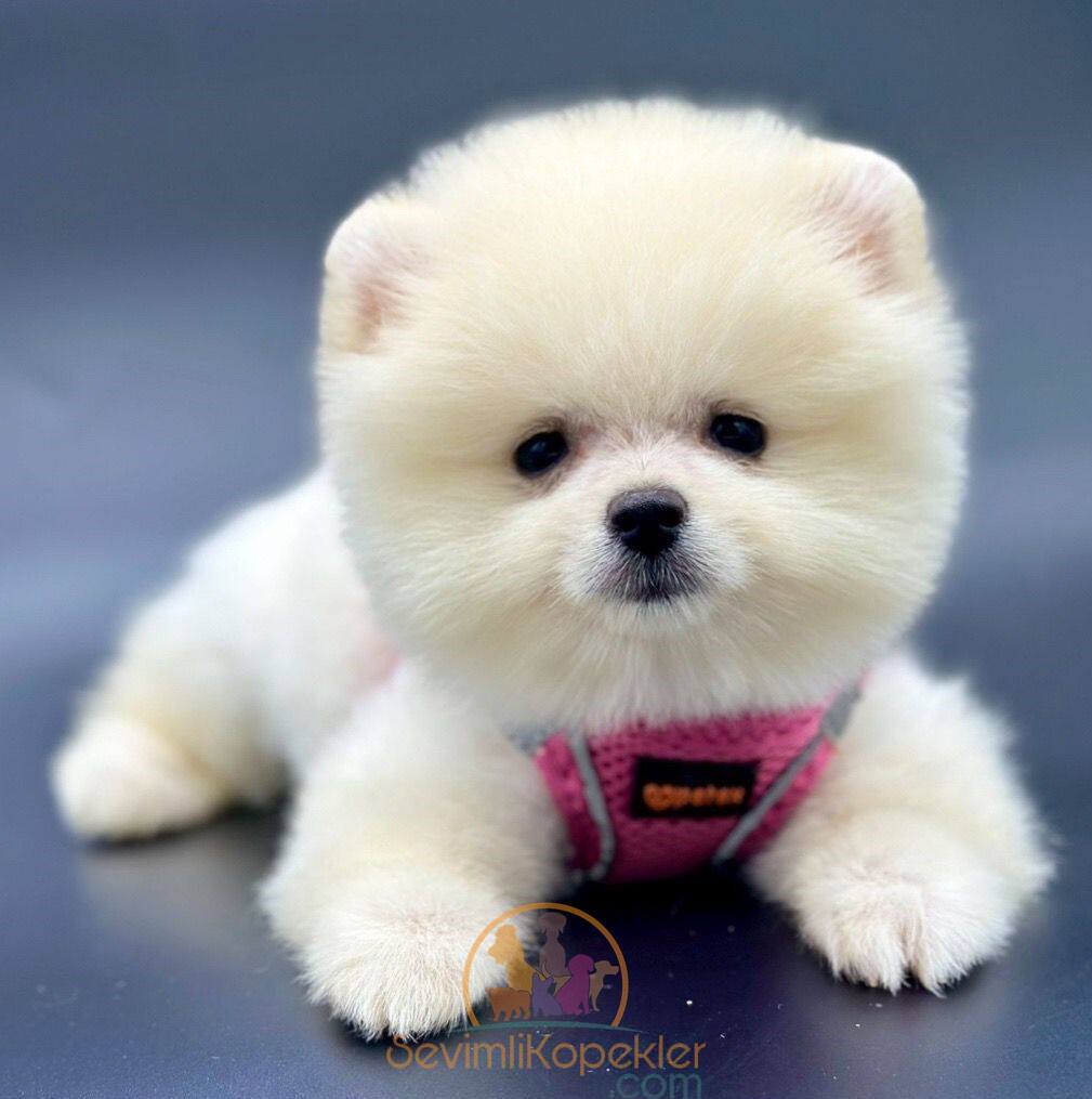 satılık Pomeranian üçüncü fotoğrafı