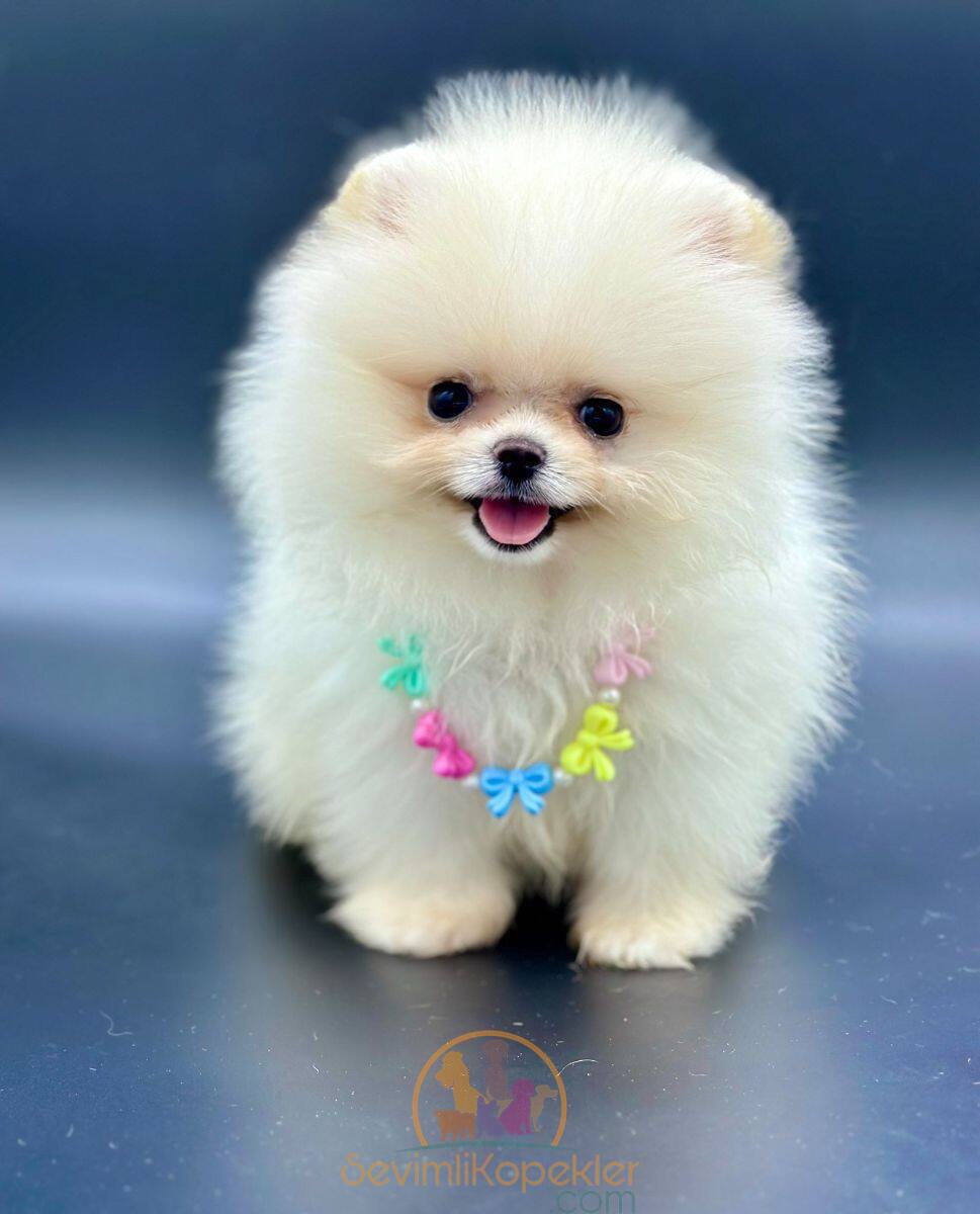 satılık Pomeranian üçüncü fotoğrafı