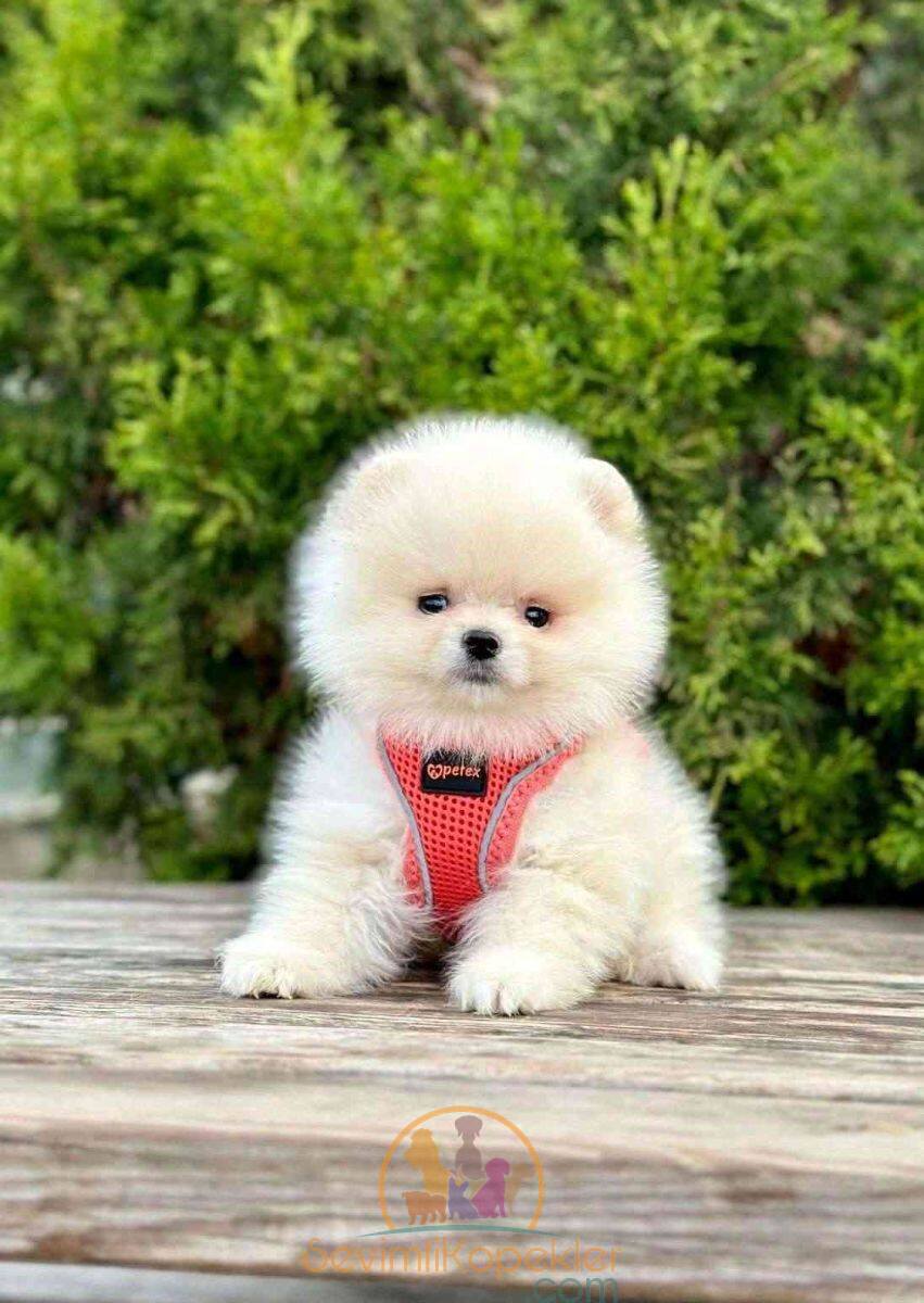 satılık Pomeranian üçüncü fotoğrafı