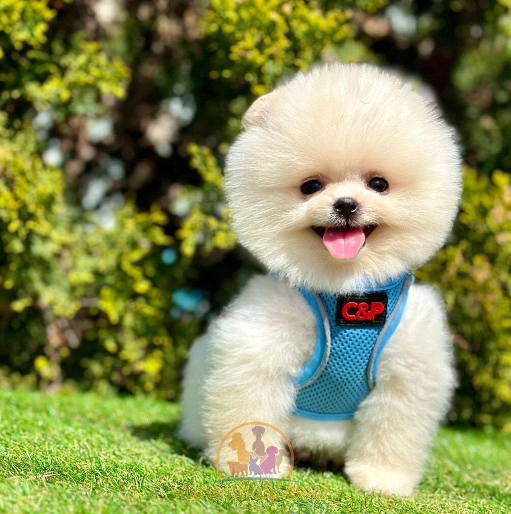 satılık Pomeranian dördüncü fotoğrafı