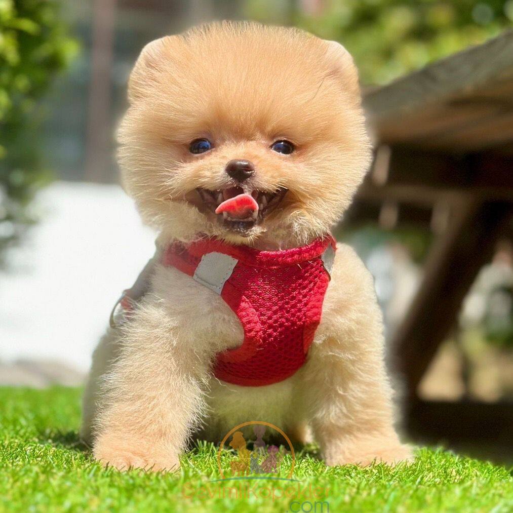 satılık Pomeranian üçüncü fotoğrafı