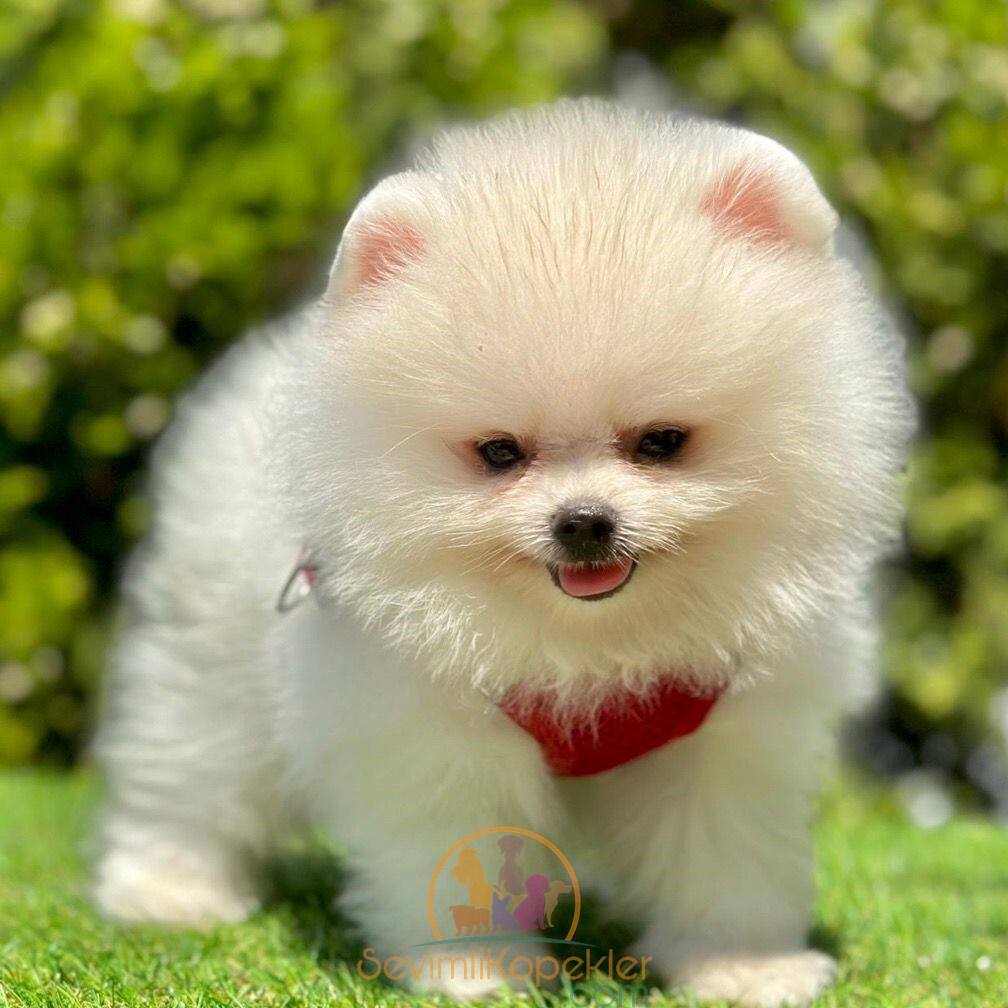 satılık Pomeranian dördüncü fotoğrafı