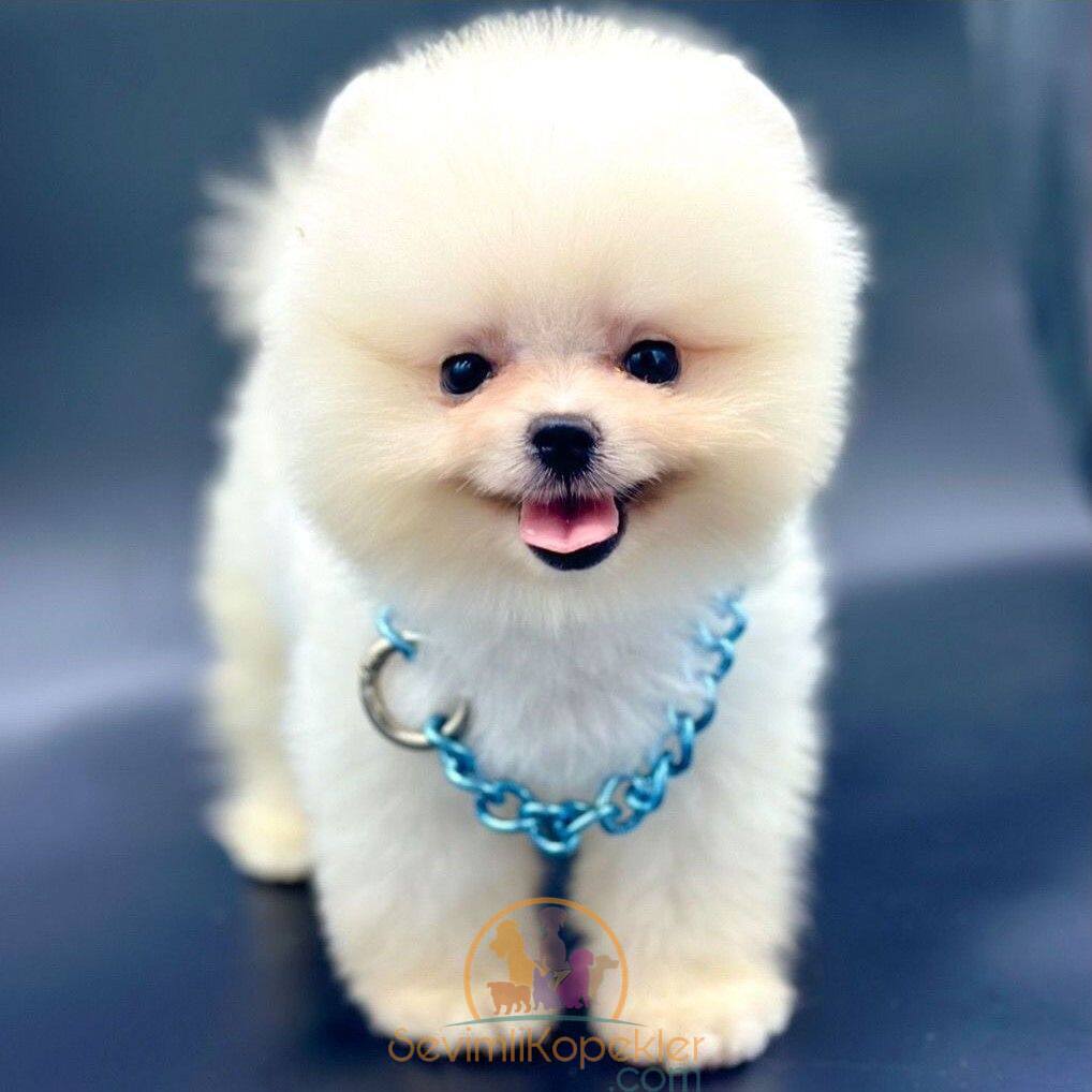 satılık Pomeranian ikinci fotoğrafı