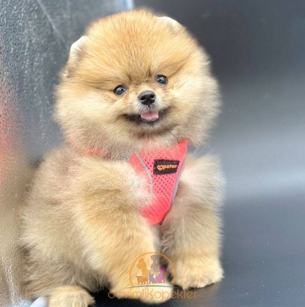 satılık Pomeranian dördüncü fotoğrafı