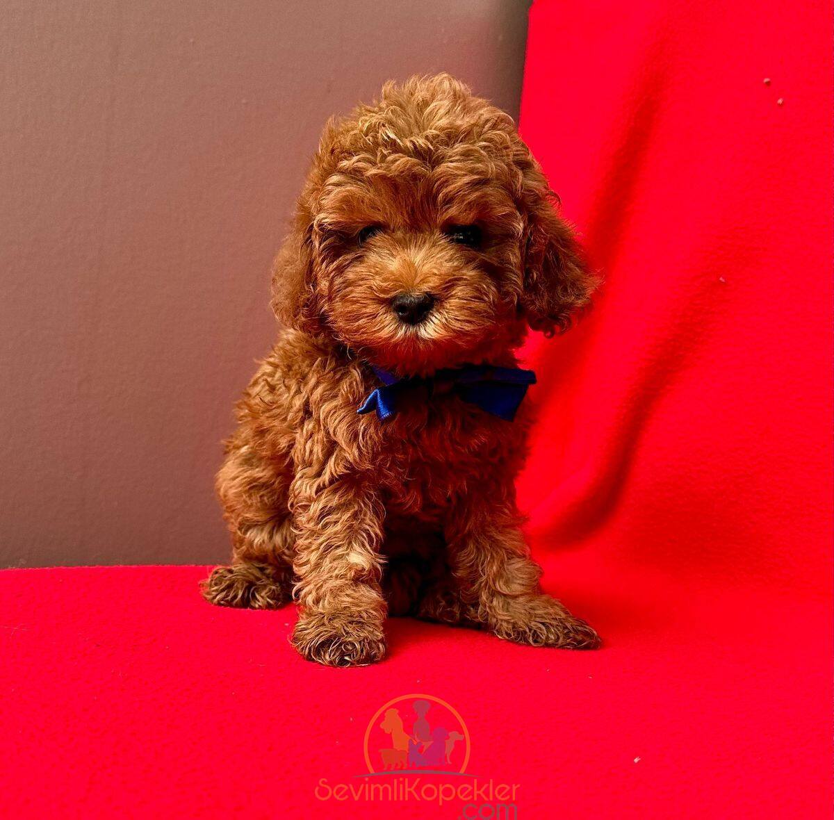 satılık Poodle Toy ikinci fotoğrafı