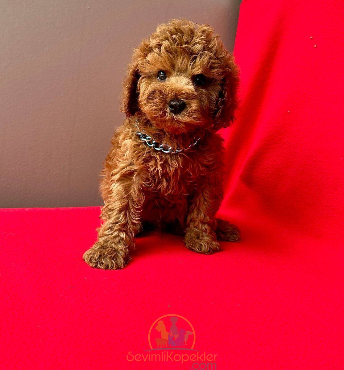 satılık Poodle Toy dördüncü fotoğrafı