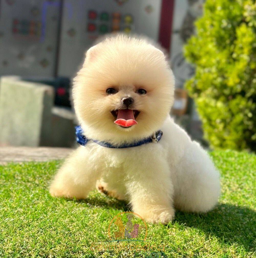 satılık Pomeranian ikinci fotoğrafı