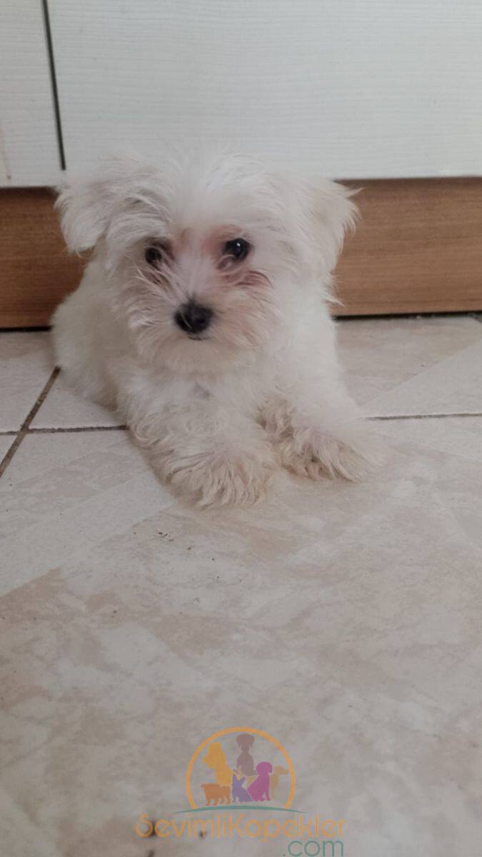 satılık Terrier Maltese fiyatı