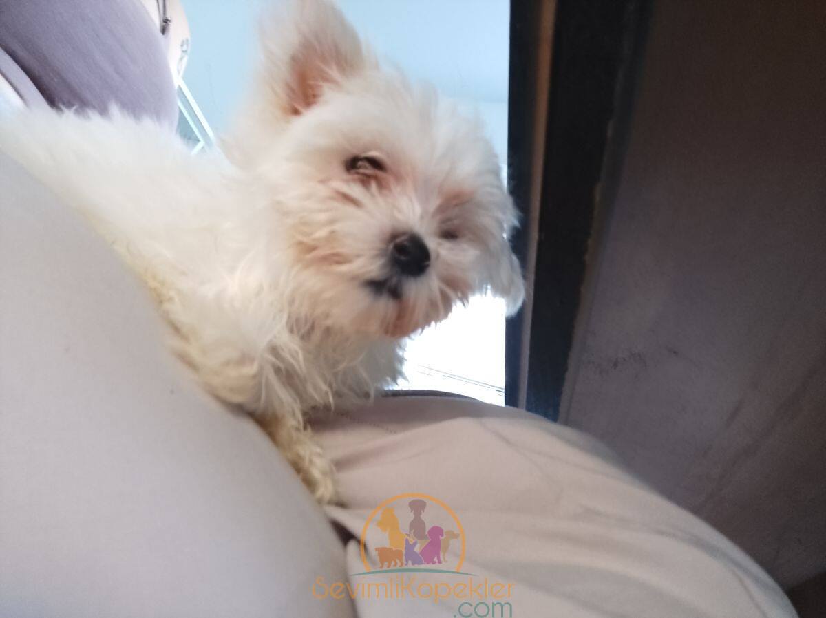 satılık Terrier Maltese üçüncü fotoğrafı