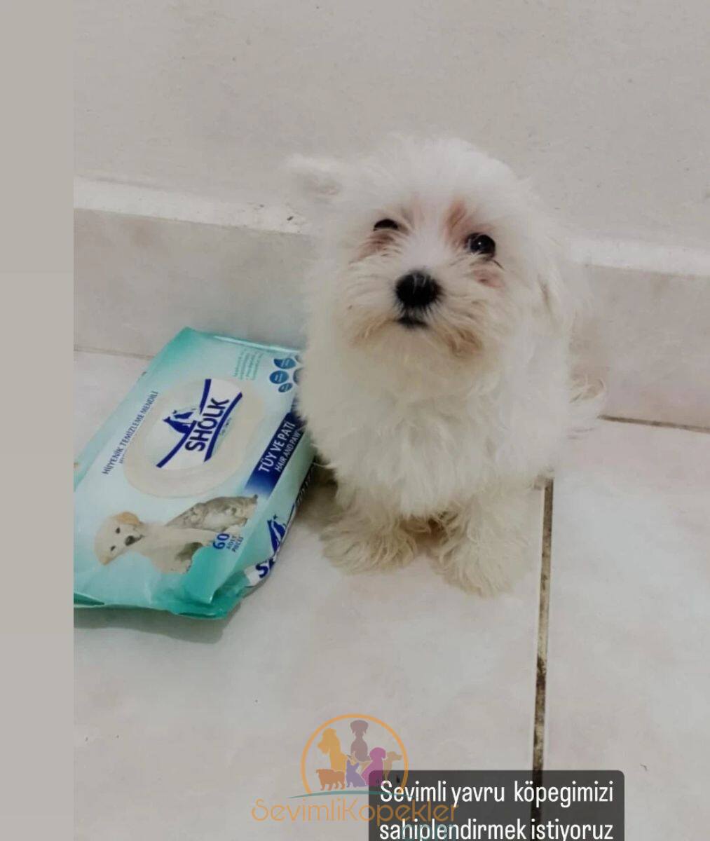 satılık Terrier Maltese dördüncü fotoğrafı